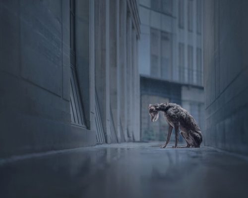 Abandoned-Open-and-Overall-2024-Print-Competition-Winner