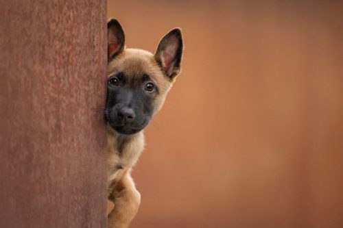 Jessica-McGovern-Dog-Photography