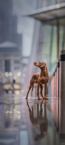 Jessica-McGovern-Peggy-in-London-Pet-Photographer-of-the-Year-2023