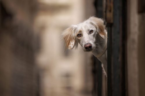 Jessica-McGovern-Urban-Dog
