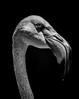 , Monochrome Photography Competition 2018 &#8211; Entries