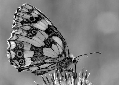 , Monochrome Photography Competition 2018 &#8211; Entries