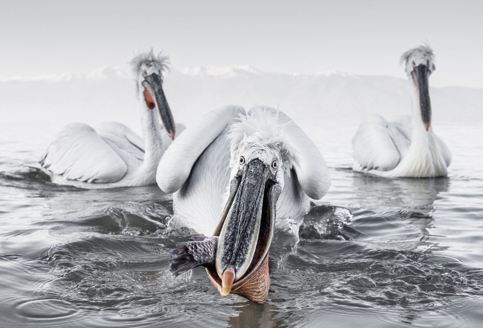 , Wildlife Photographer of the Year 2018