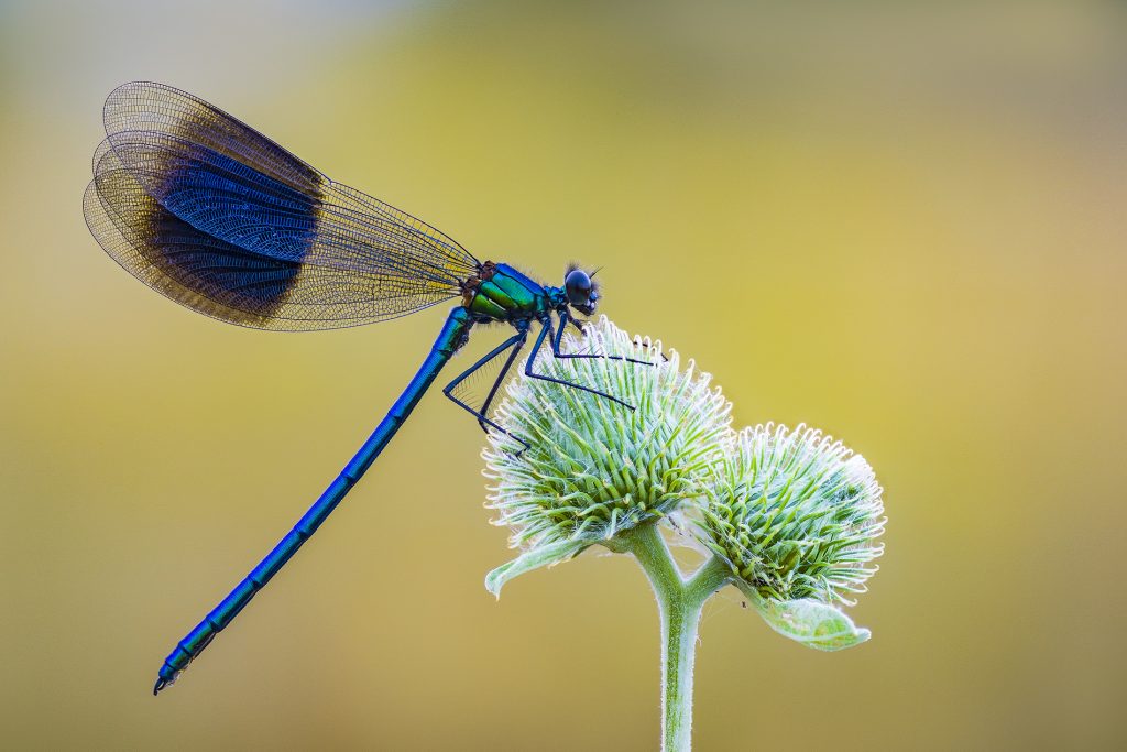 Kutub Uddin