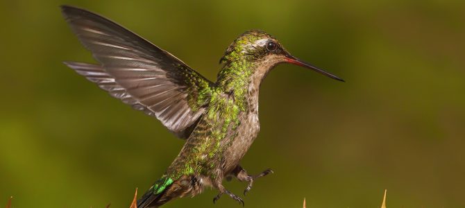 The Societies’ Monthly Image Competition January 2019 – Results Announced The Societies’ Monthly Image Competition January 2019 – Results Announced