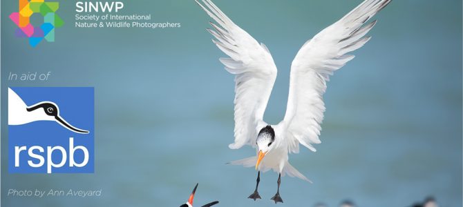SINWP Bird Photographer of the Year Competition 2019 is now open for entries SINWP Bird Photographer of the Year Competition 2019 is now open for entries