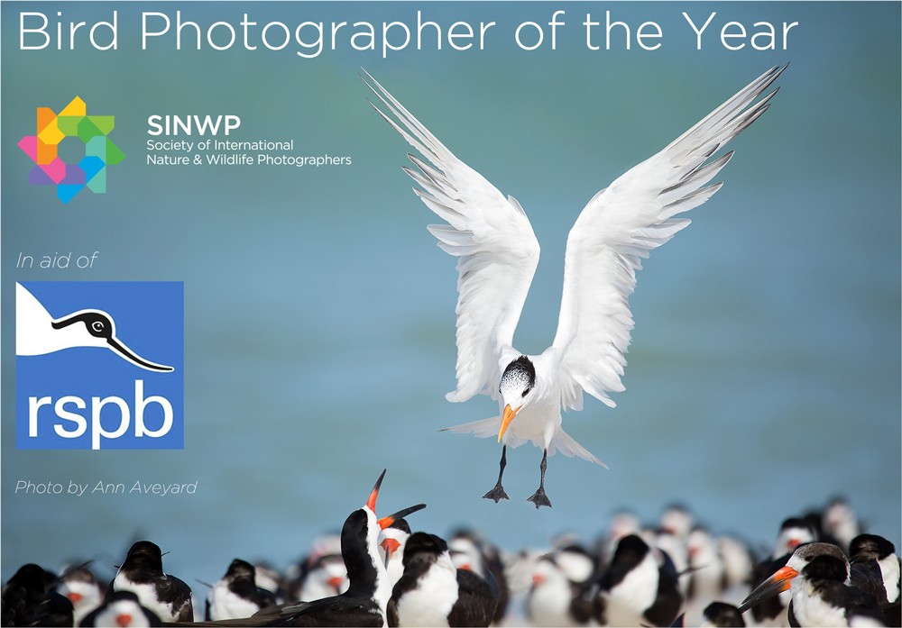 SINWP Bird Photographer of the Year Competition 