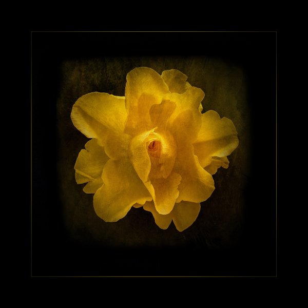 , January 2017 Golds