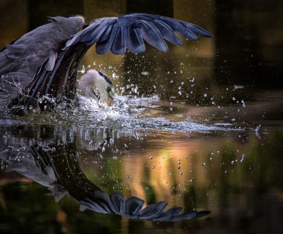 , February 2016 Highly Commended