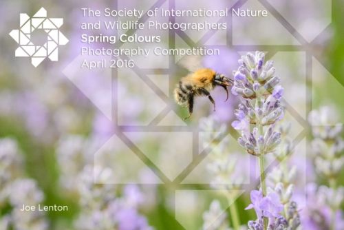 Spring Colours (Nature and Wildlife) Photography Competition