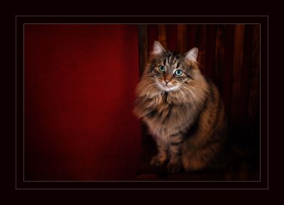 , February 2016 Highly Commended