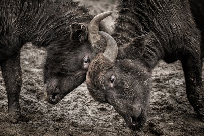 , February 2016 Highly Commended