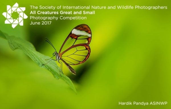 Creatures Great and Small Photography Competition
