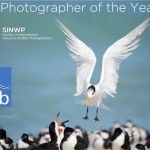 SINWP Bird Photographer of the Year Competition