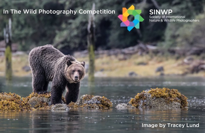 In The Wild Photography Competition  