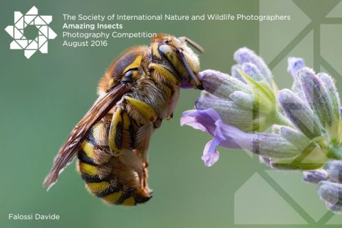 , August 2016 Photographic Competitions – Open to both members and non-members alike