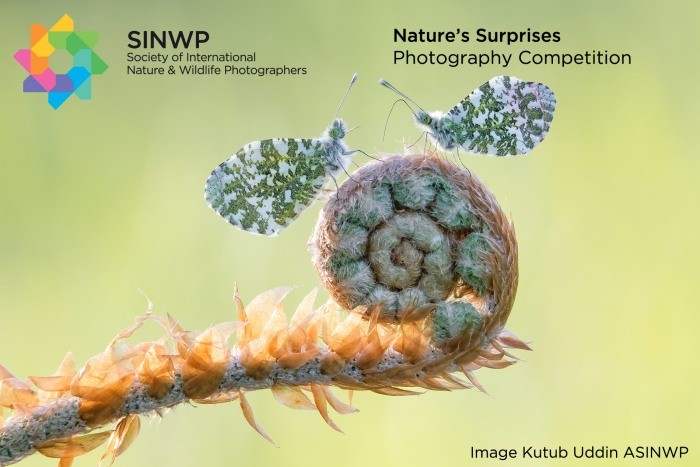 Nature's Surprises Photography Competition