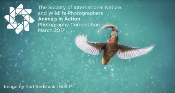 Animals in Action Photography Competition