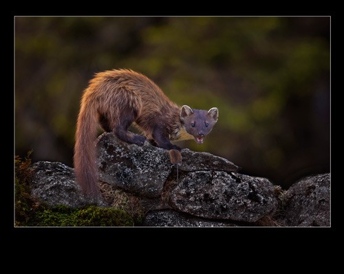 , Wildlife Photographer of the Year 2017