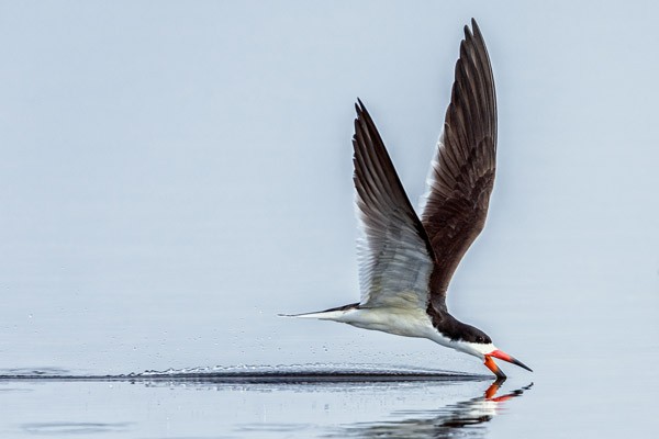 , Wildlife Photographer of the Year 2016