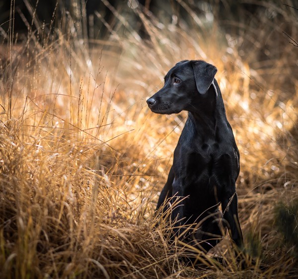 , Pet Portrait Photographer of the Year 2016