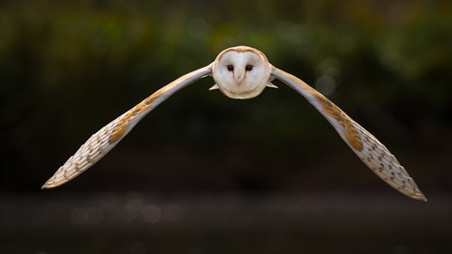 , Nature Photographer of the Year 2017