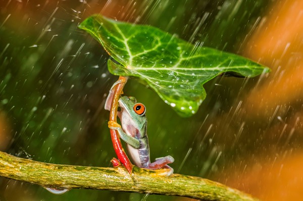 , 20&#215;16&#8243; The Natural World Photographer of the Year 2016