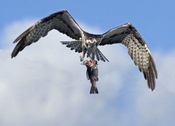 , Wildlife Photographer of the Year 2008