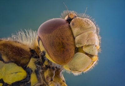 Kutub Uddin