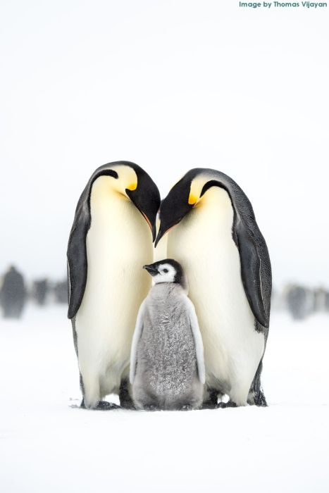 , SINWP Bird Photographer of the Year 2019 in aid of RSPB &#8211; Winner Announced