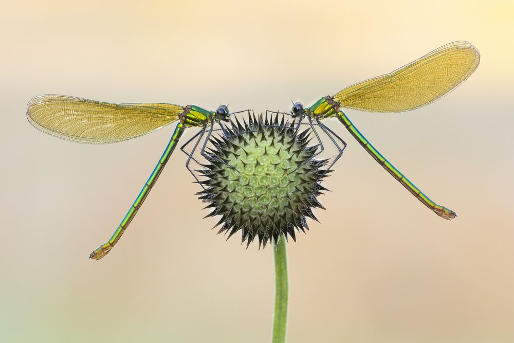 Kutub Uddin 