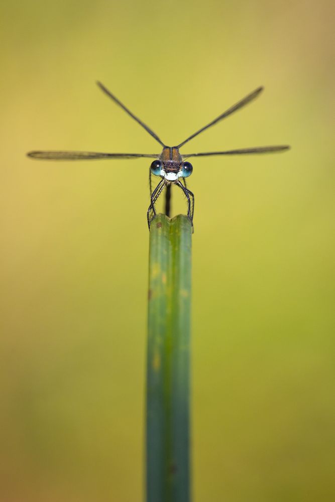 Kutub Uddin