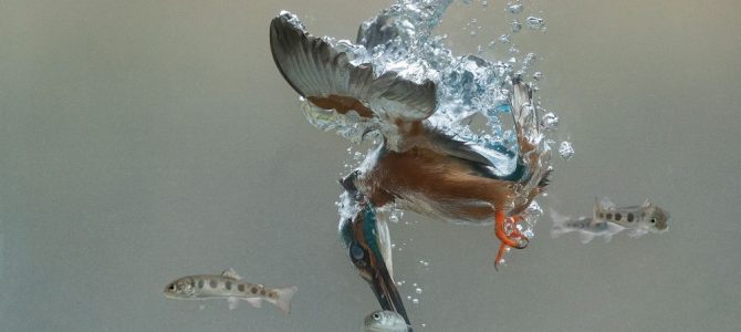 The Societies’ Monthly Image Competition February 2020 – Results Announced The Societies’ Monthly Image Competition February 2020 – Results Announced