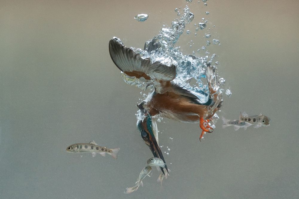 Flying Fish  International Photo Awards