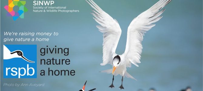 SINWP Bird Photographer of the Year Competition 2020 is now open for entries SINWP Bird Photographer of the Year Competition 2020 is now open for entries