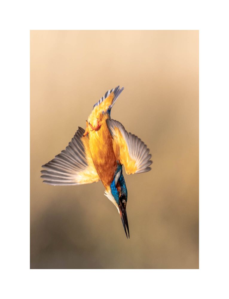 , March 2020 Highly Commended Results