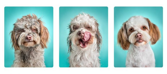 The Societies’ Monthly Image Competition May 2020 – Results Announced The Societies’ Monthly Image Competition May 2020 – Results Announced