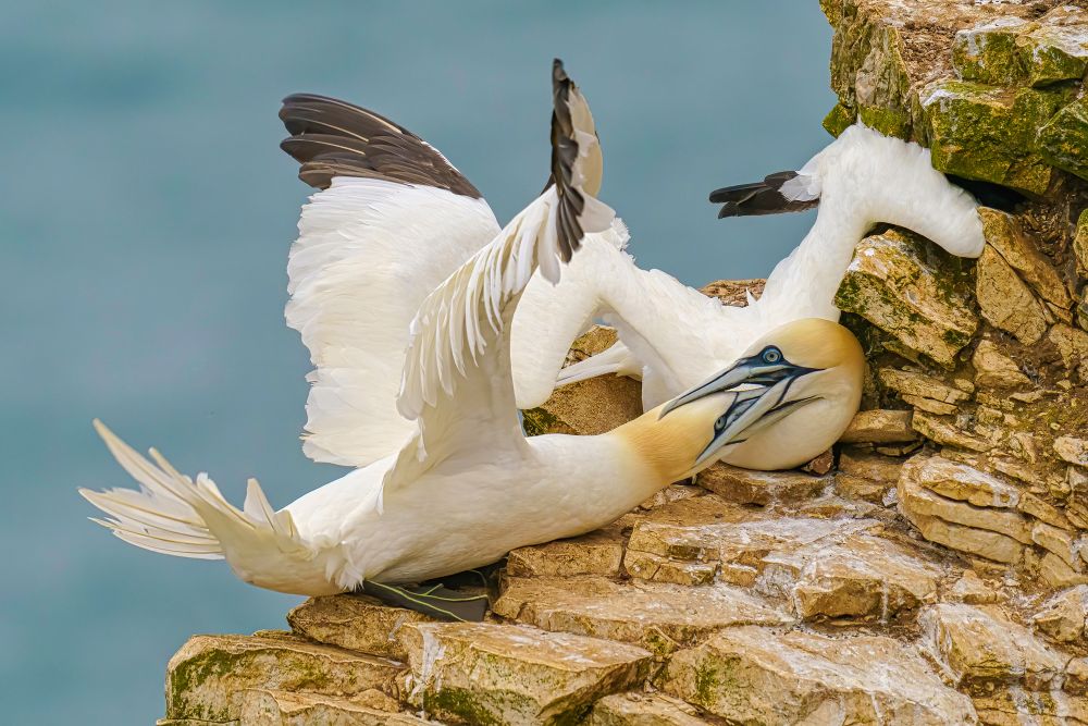 , August 2020 Highly Commended Results