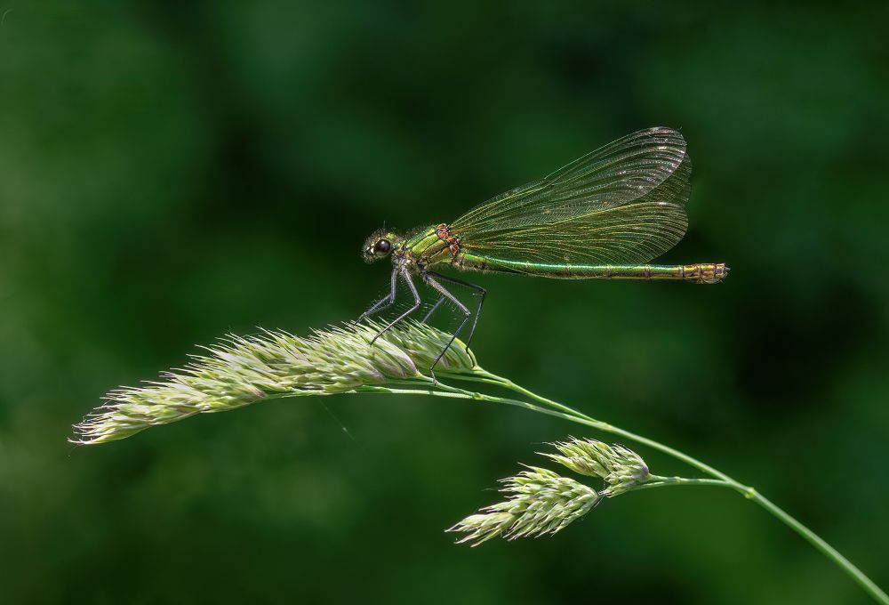 , August 2020 Highly Commended Results