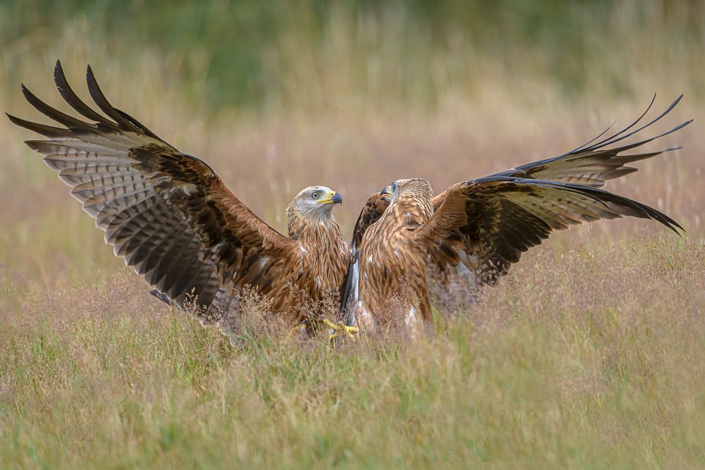 , August 2020 Highly Commended Results