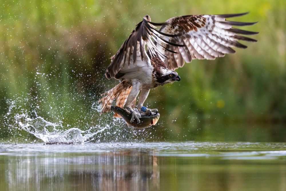 , August 2020 Highly Commended Results