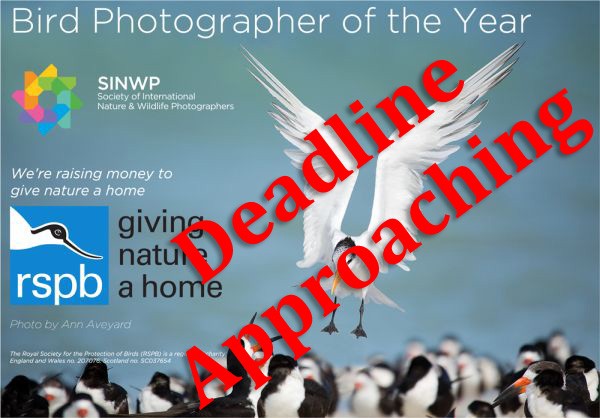 SINWP Bird Photographer of the Year 2020 in aid of RSPB