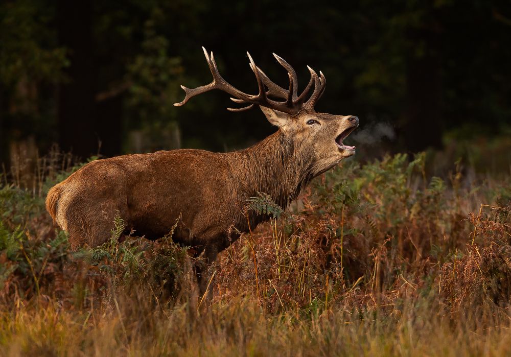 , October 2020 Highly Commended Results