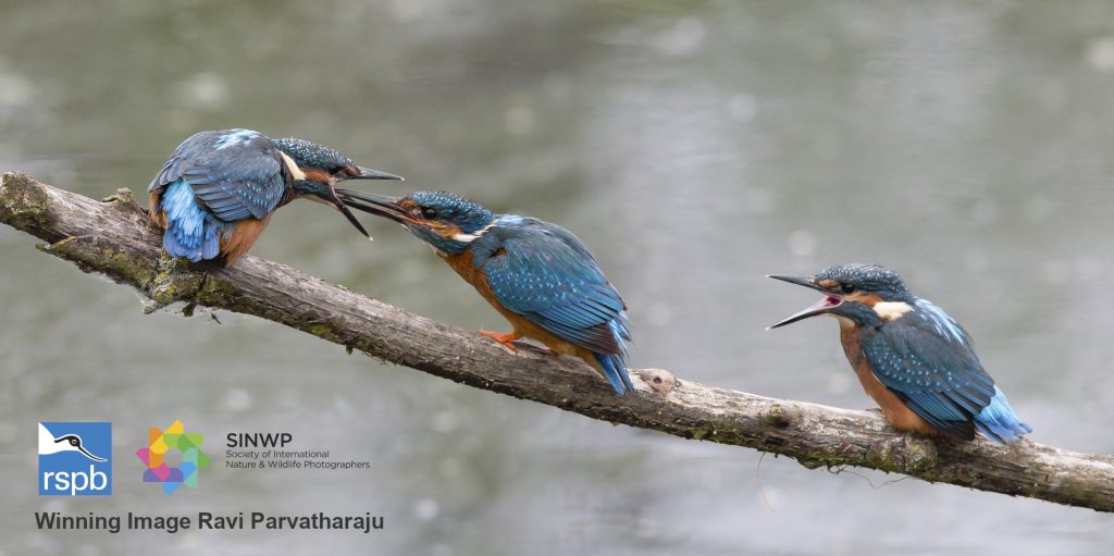 , SINWP Bird Photographer of the Year 2020 in aid of RSPB &#8211; Winner Announced