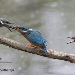 Ravi Parvatharaju image entitled "Moment of magic - Kingfisher feeding its newly fledged baby"