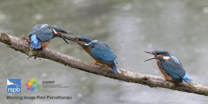 Ravi Parvatharaju image entitled "Moment of magic - Kingfisher feeding its newly fledged baby"
