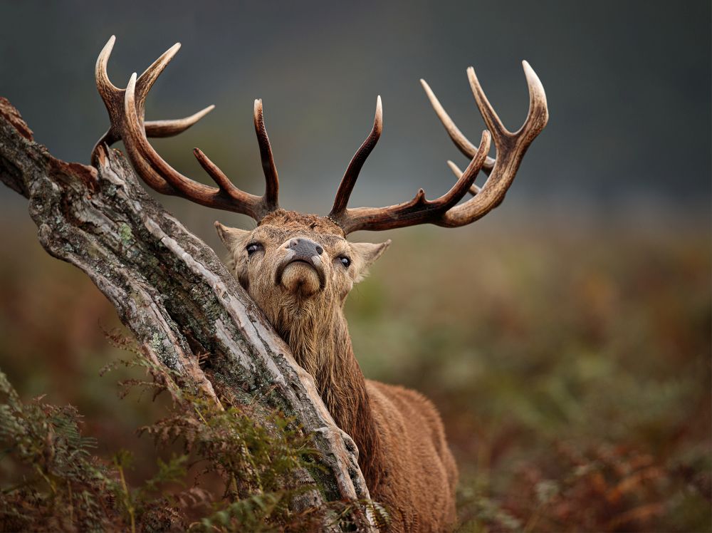 , November 2020 Highly Commended Results