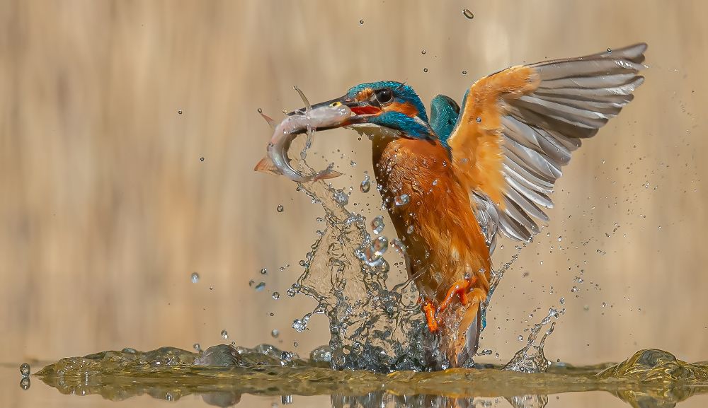 , November 2020 Highly Commended Results