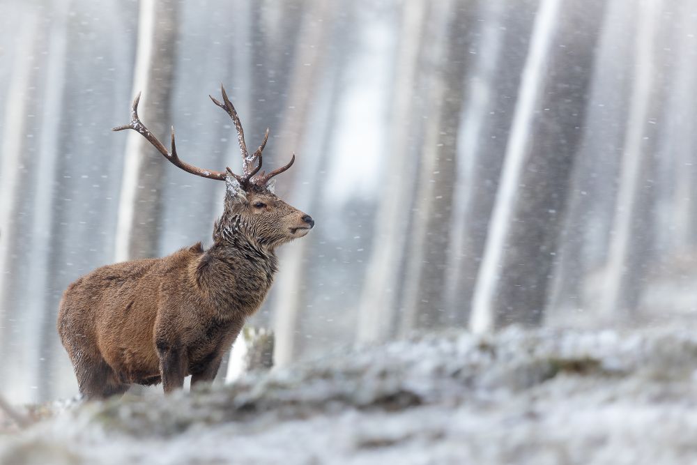 , &#8216;Red Deer’ scoops photographic award.