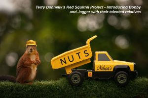 Terry Donnelly's Red Squirrel Project